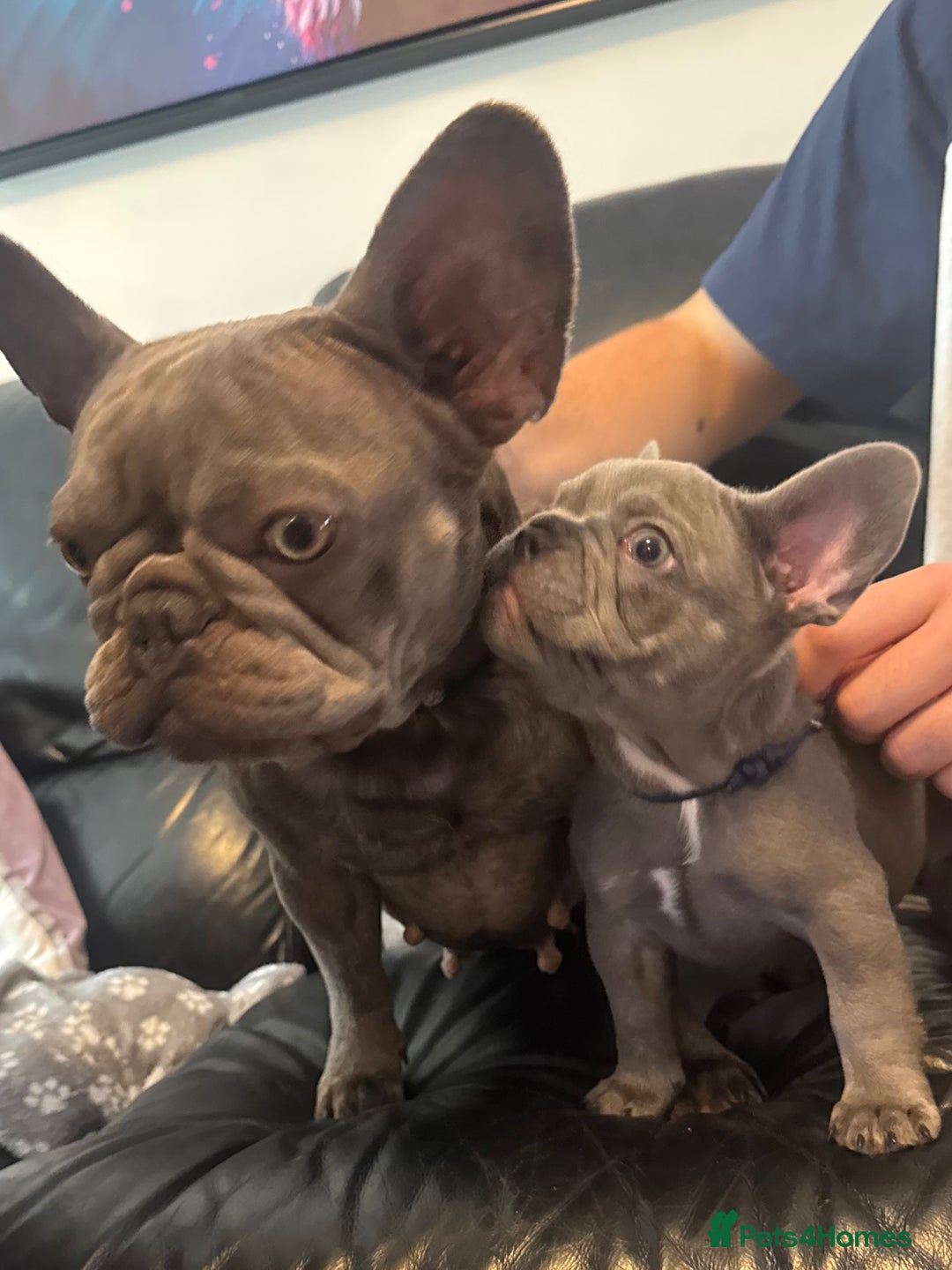 French Bulldog dogs for sale: French Blue Bulldog  - Image 7