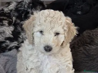Cockapoo dogs 🐶Ready to leave in two days!!Two boys left!!😍 - Advert 7