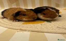 Guinea Pig rodents for sale: Teddy guinea pigs  - Image 7