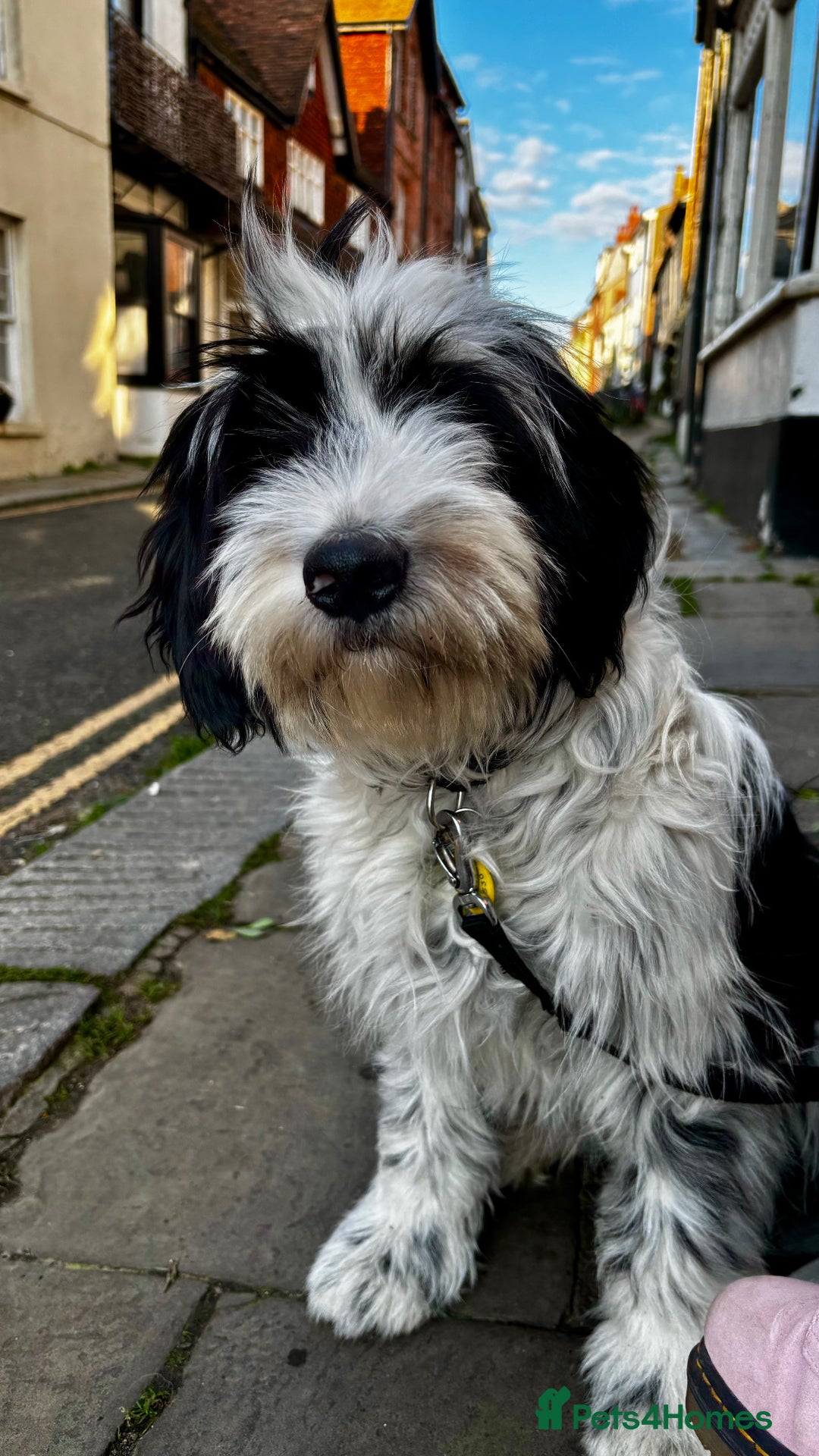 Tibetan Terrier dogs for sale: Tibetan Terrier puppies for sale  - Advert 8