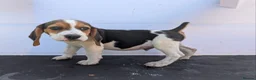 Beagle dogs for sale: Gorgeous Beagle puppies - Advert 4