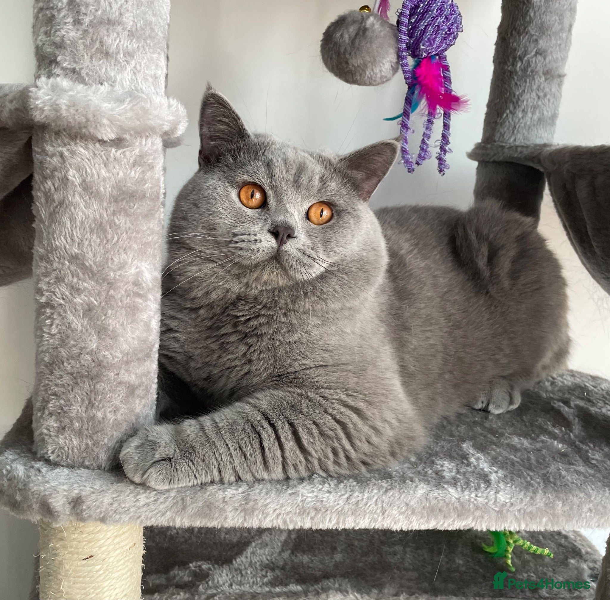 British Shorthair cats GCCF Active Reg BSH Blue Stud  - Advert 1