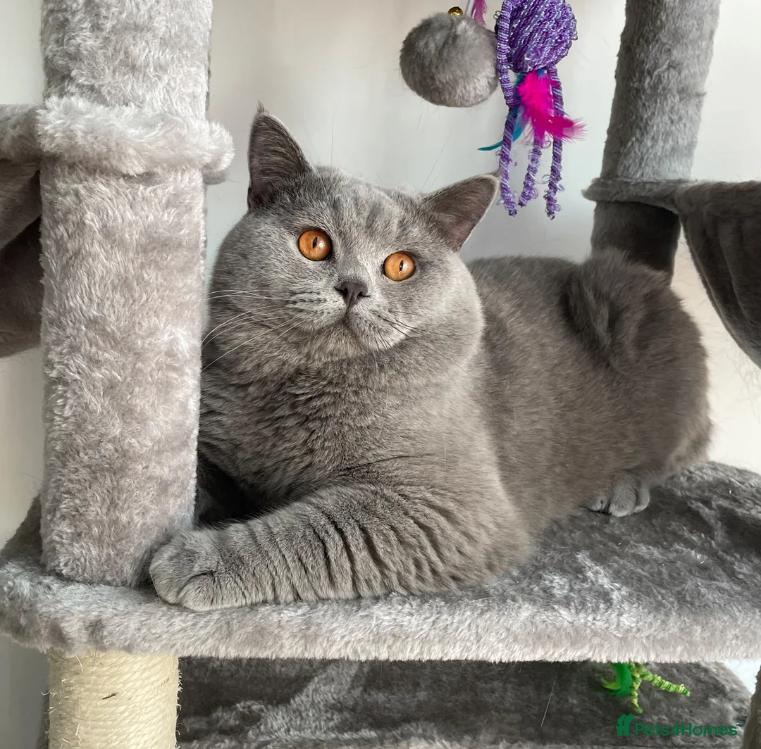 British Shorthair cats for stud: GCCF Active Reg BSH Blue Stud  - Advert 1