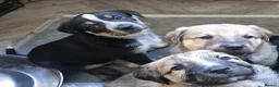 Mixed Breed dogs for sale: One Lovely Kangal Mix Girl - Advert 6