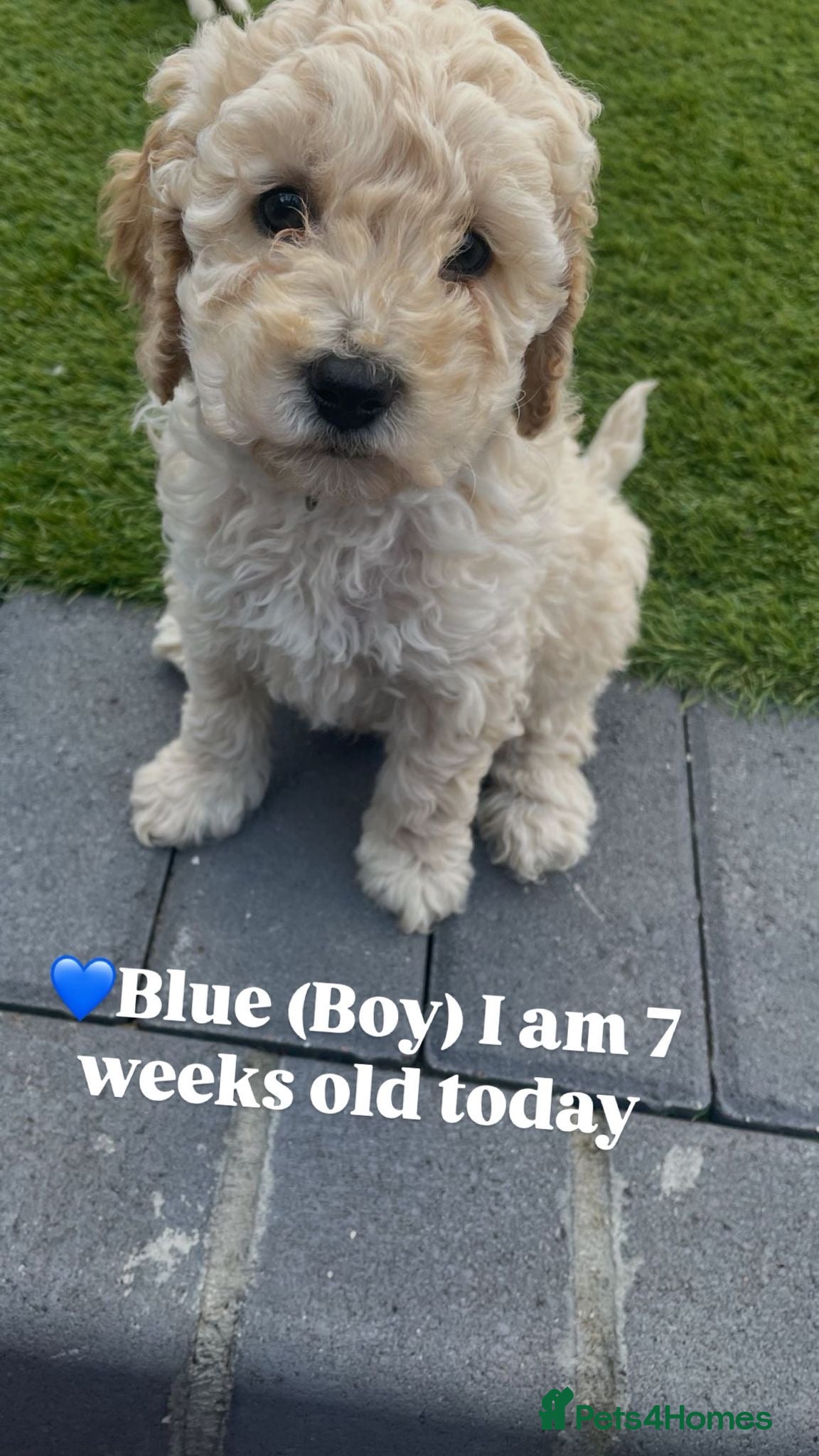 Mini Goldendoodle dogs ***Mini goldendoodles for sale*** - Advert 2