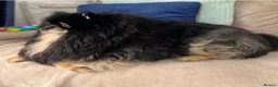 German Spitz dogs for sale: German spitz for Adoption  - Advert 10