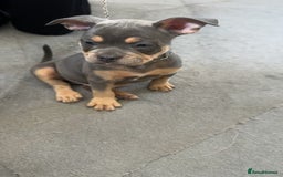 Mixed Breed dogs for sale: American bulldog X French bulldog last 3 left  - Image 18