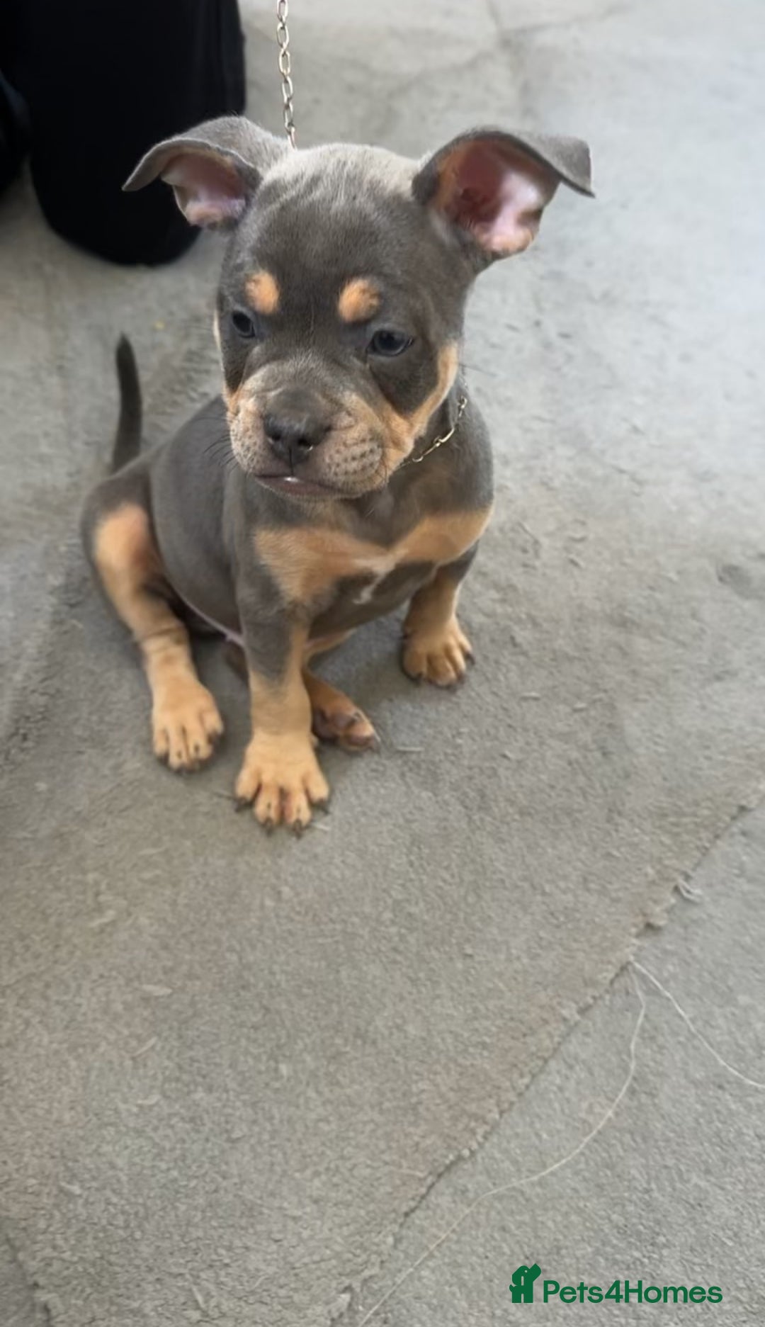 Mixed Breed dogs for sale: American bulldog X French bulldog last 3 left  - Image 18