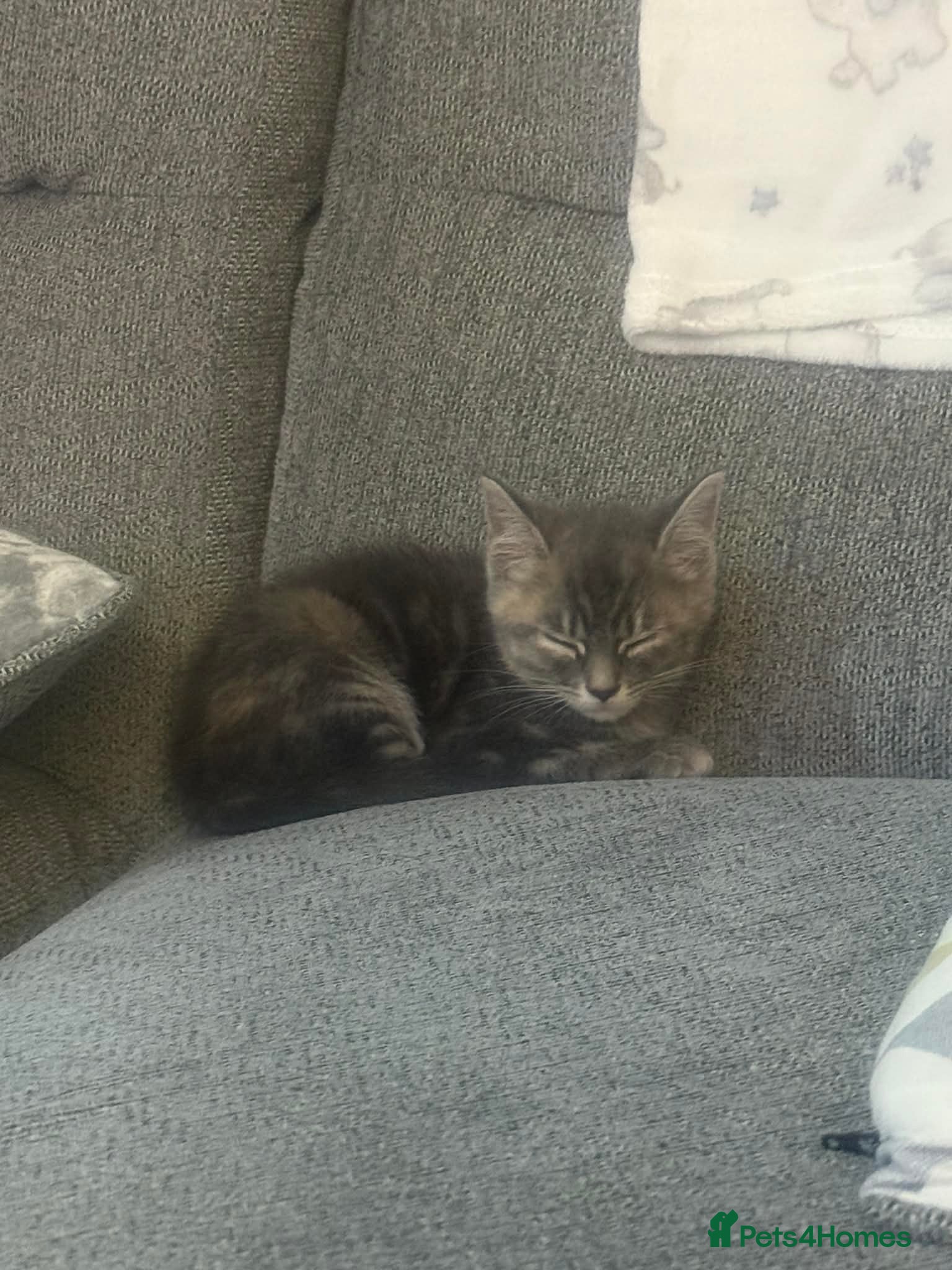 Mixed Breed cats 9 week old female  - Advert 1