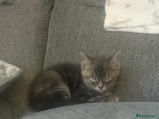 Mixed Breed cats 9 week old female - Advert 1