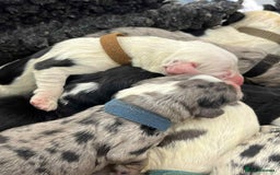 Sheepadoodle dogs for sale: unique midi sheepadoodle babies - Image 8
