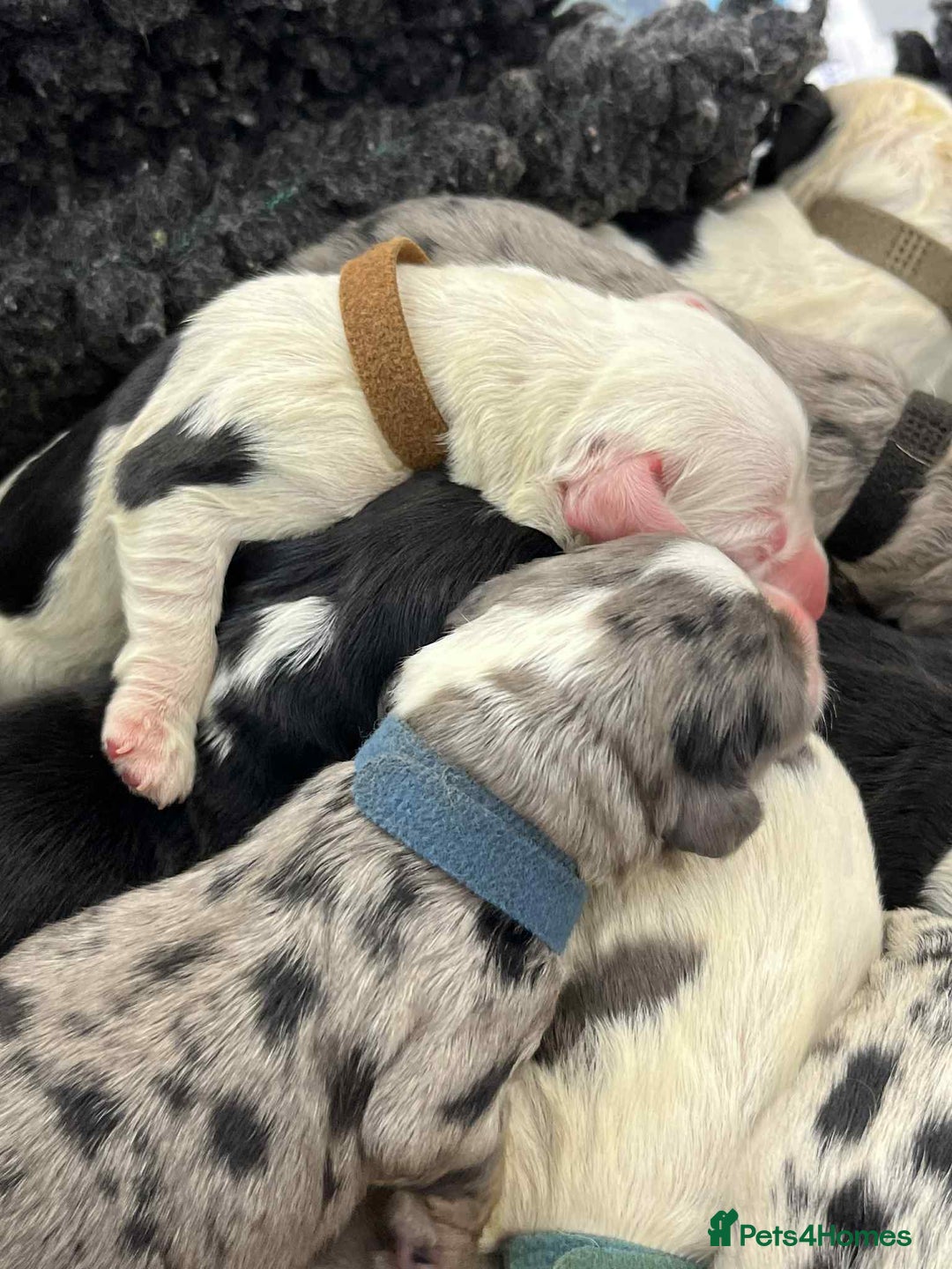 Sheepadoodle dogs for sale: unique midi sheepadoodle babies - Image 8