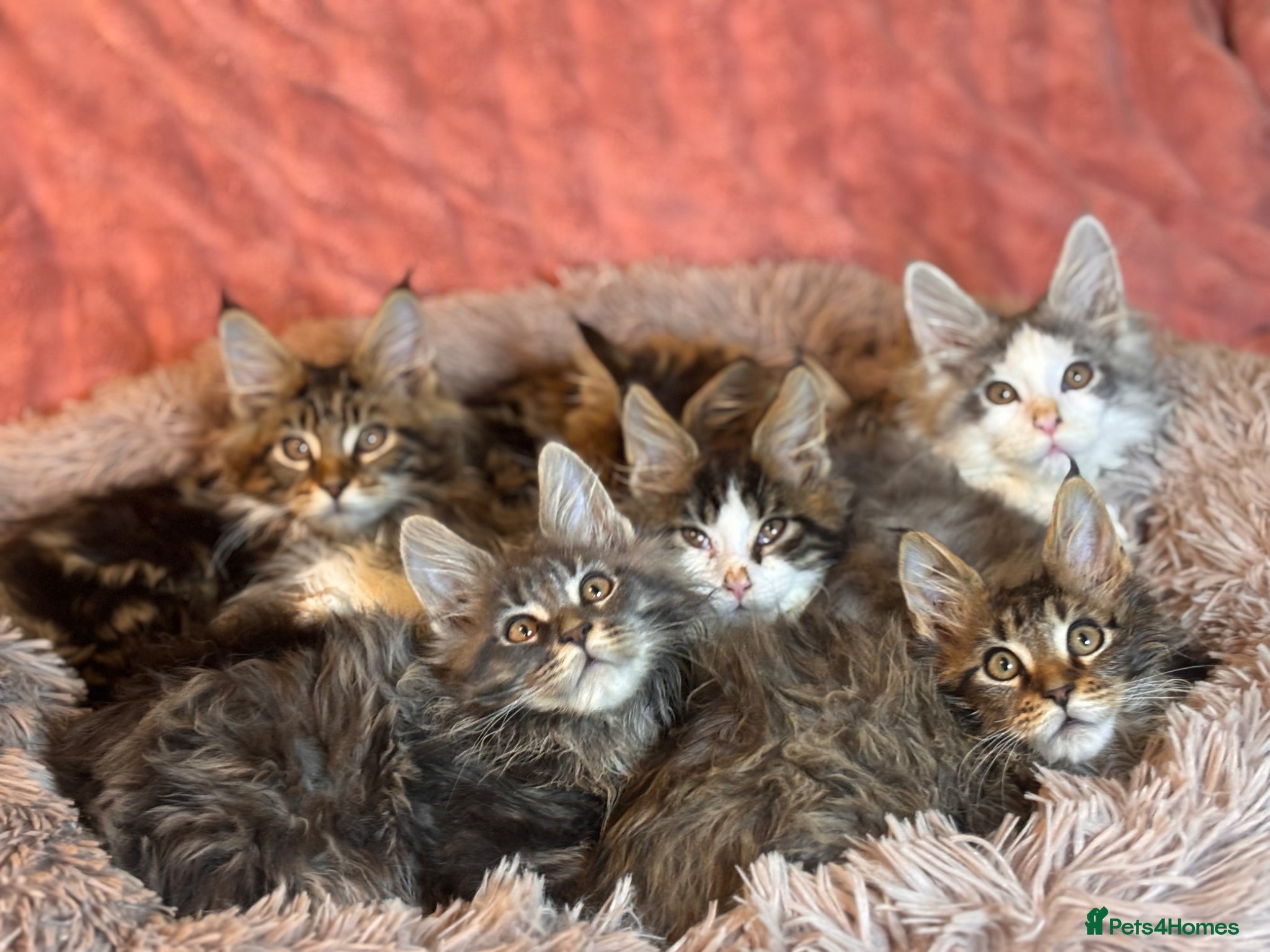 Maine Coon cats TICA registered Maine Coon Kittens All Boys - Advert 2