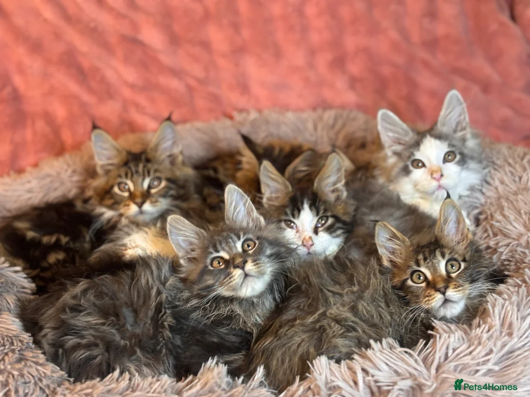 Maine Coon cats for sale: TICA registered Maine Coon Kittens  - Advert 1