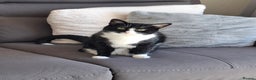 Domestic Shorthair cats for sale: Two loving cats in need of a new home - Advert 6