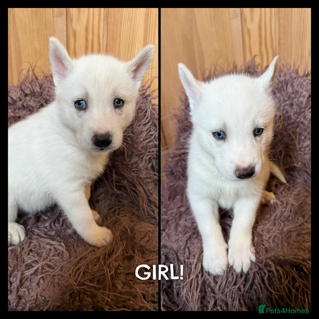 Siberian Husky dogs for sale: ​Gorgeous Siberian Husky Puppies in Peterborough - Advert 8