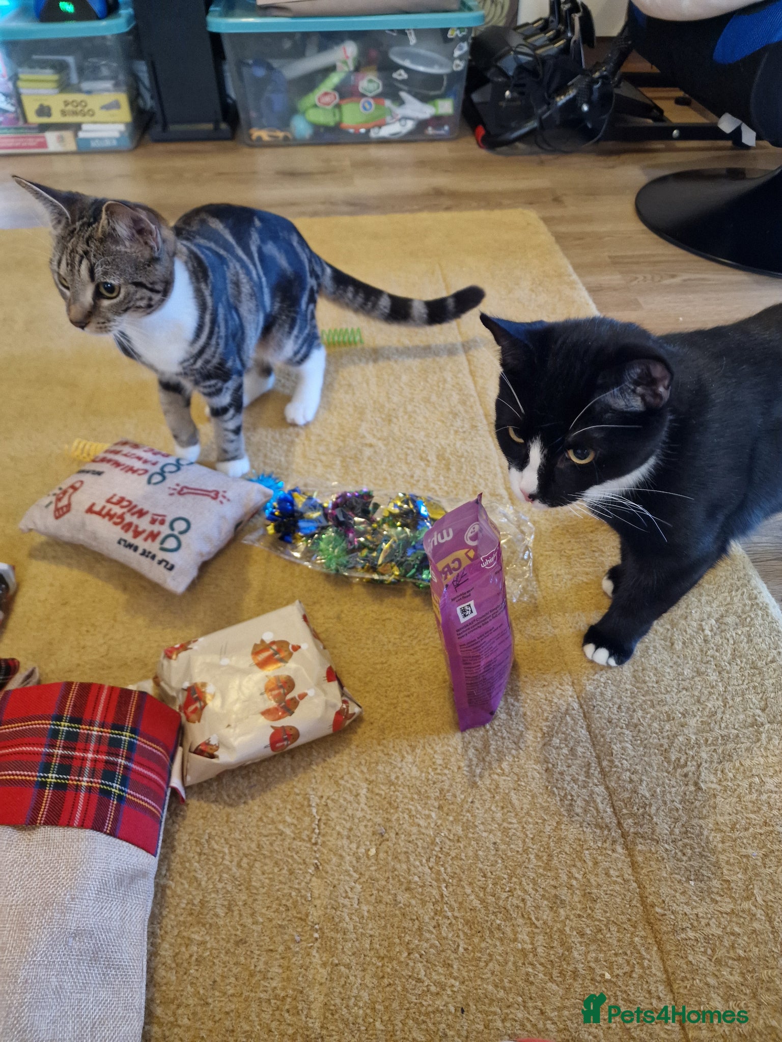Mixed Breed cats Cats for sale - Orea and Malteser  - Advert 1