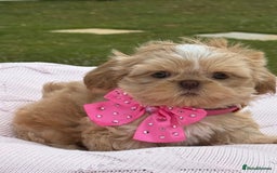 Shih Tzu dogs for sale: Stunning tiny imperial karashishi puppies - Image 1