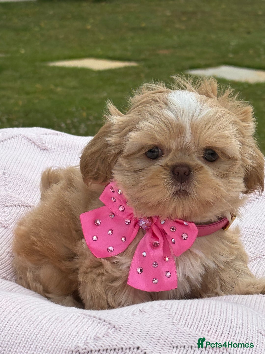 Shih Tzu dogs for sale: Stunning tiny imperial karashishi puppies - Image 1