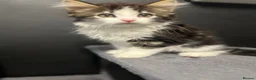 Mixed Breed cats for sale: Super fluffy mixed breed Kittens - Advert 8
