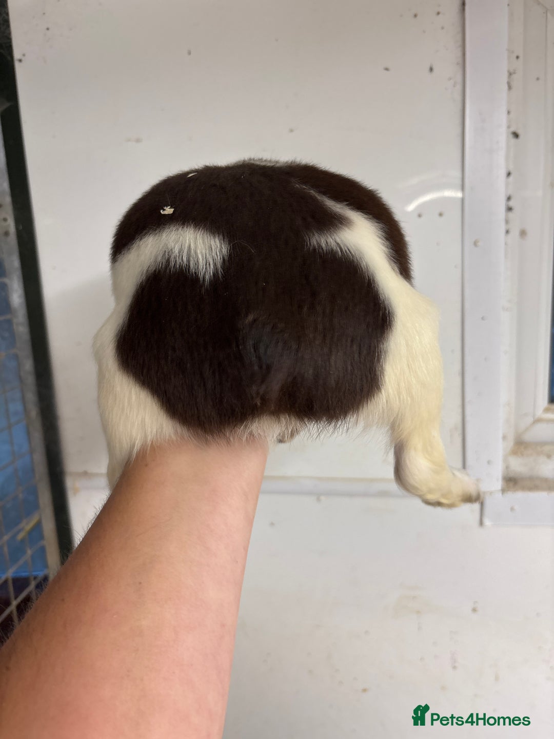 English Springer Spaniel dogs for sale: Springer Spaniel Puppies Ready to go - Image 16