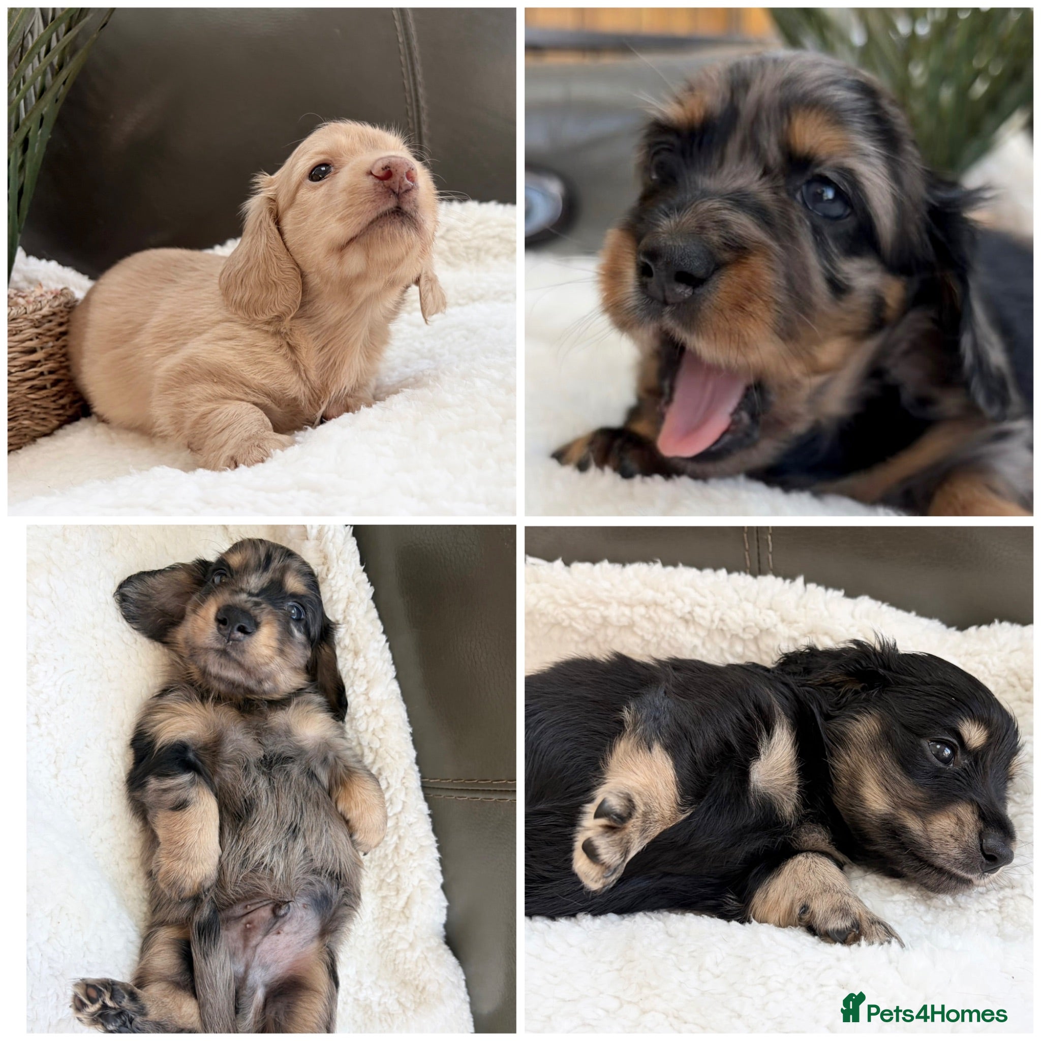 Miniature Dachshund dogs KC Reg, Health Tested Mini Longhaired Puppies  - Advert 1