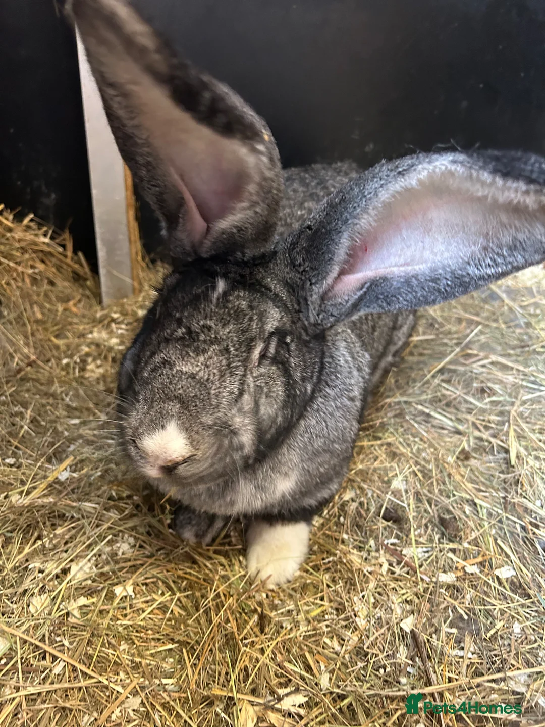 Continental Giant rabbits for sale: WE HAVE THE WORLDS BIGGEST BUNNIES  - Advert 1