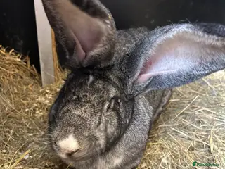 Continental Giant rabbits for sale: WE HAVE THE WORLDS BIGGEST BUNNIES - Advert 2