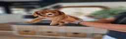 Cavalier King Charles Spaniel dogs for sale: King Charles spaniels, Kc registerd father - Advert 3