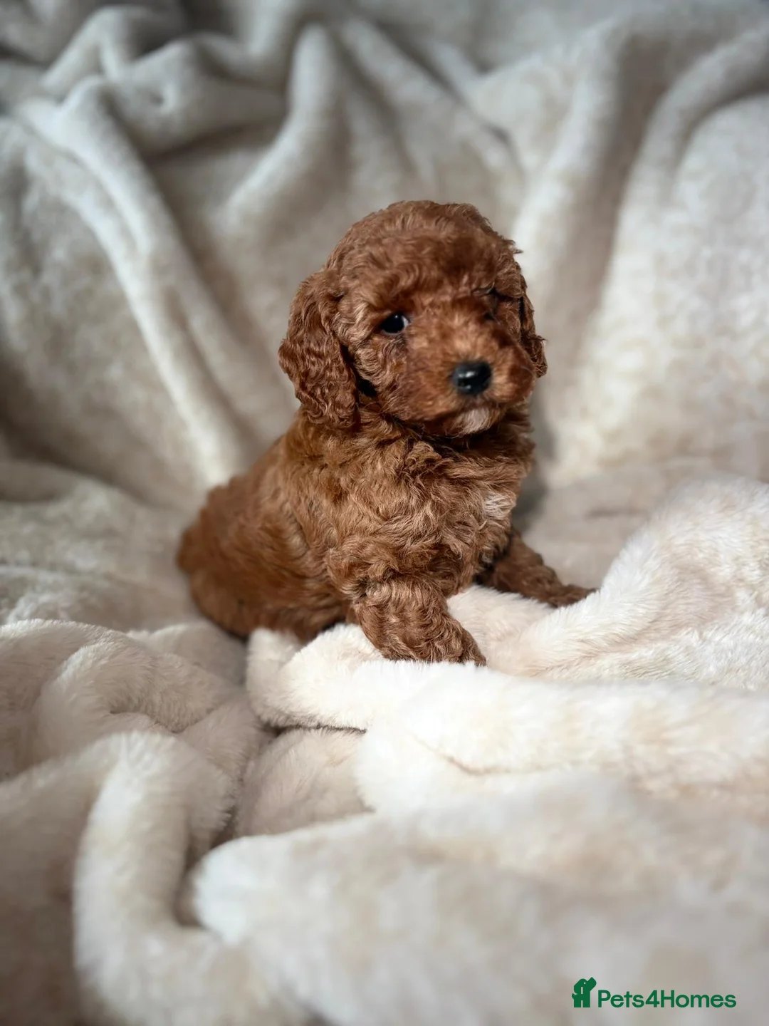 Cockapoo dogs for sale: 🥰🐶COCKAPOO🐶♥️ MOST ALREADY RESERVED♥️🐶 - Advert 1