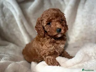 Cockapoo dogs 🥰🐶COCKAPOO🐶♥️ MOST ALREADY RESERVED♥️🐶 - Advert 16