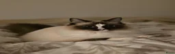 Ragdoll cats for sale: Ragdoll - Maggie in Middlesbrough - Advert 2