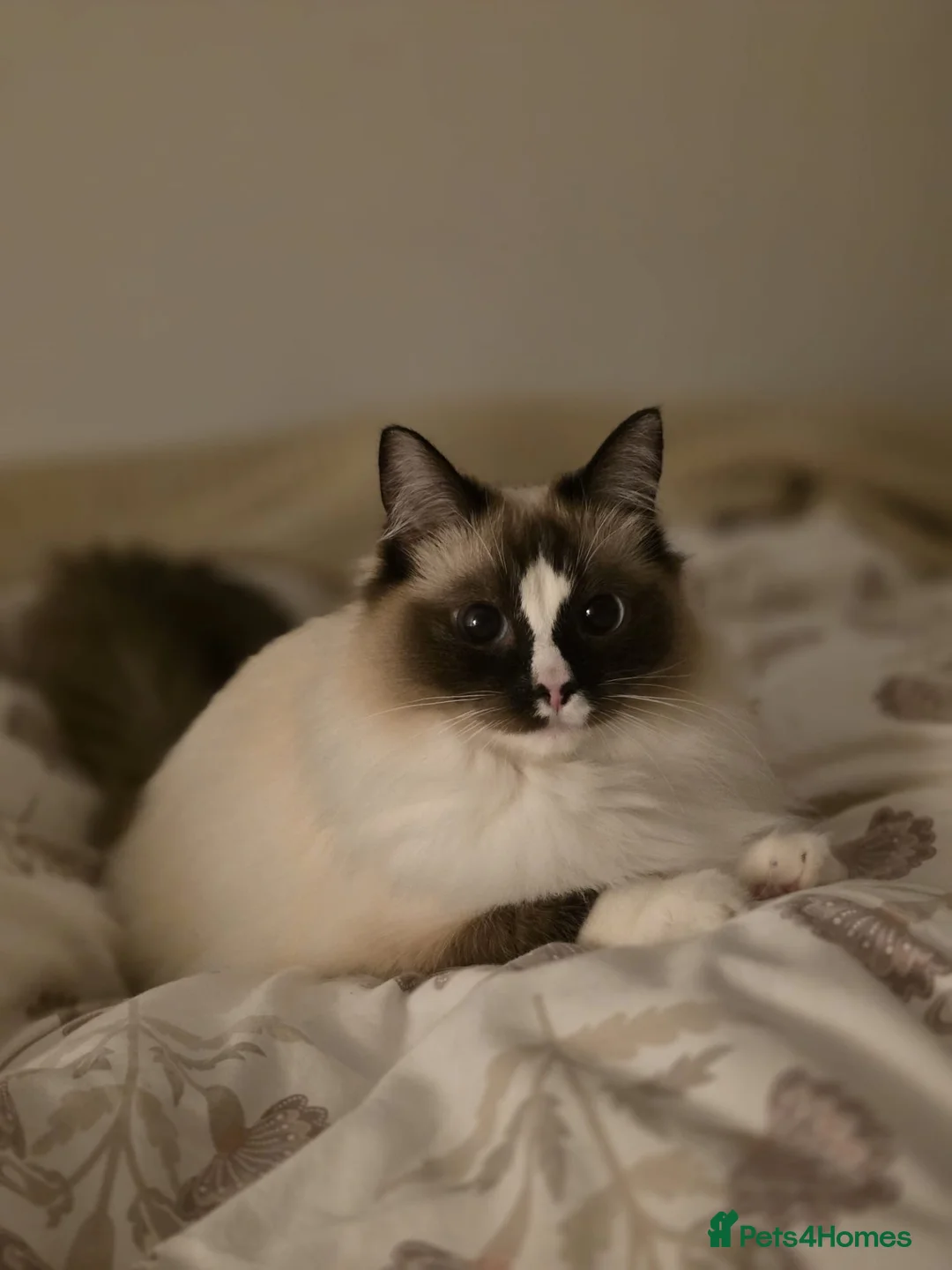 Ragdoll cats for sale: Ragdoll - Maggie in Middlesbrough - Advert 2