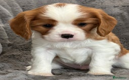 Cavalier King Charles Spaniel dogs for sale: Health Tested cavalier puppies  - Image 21