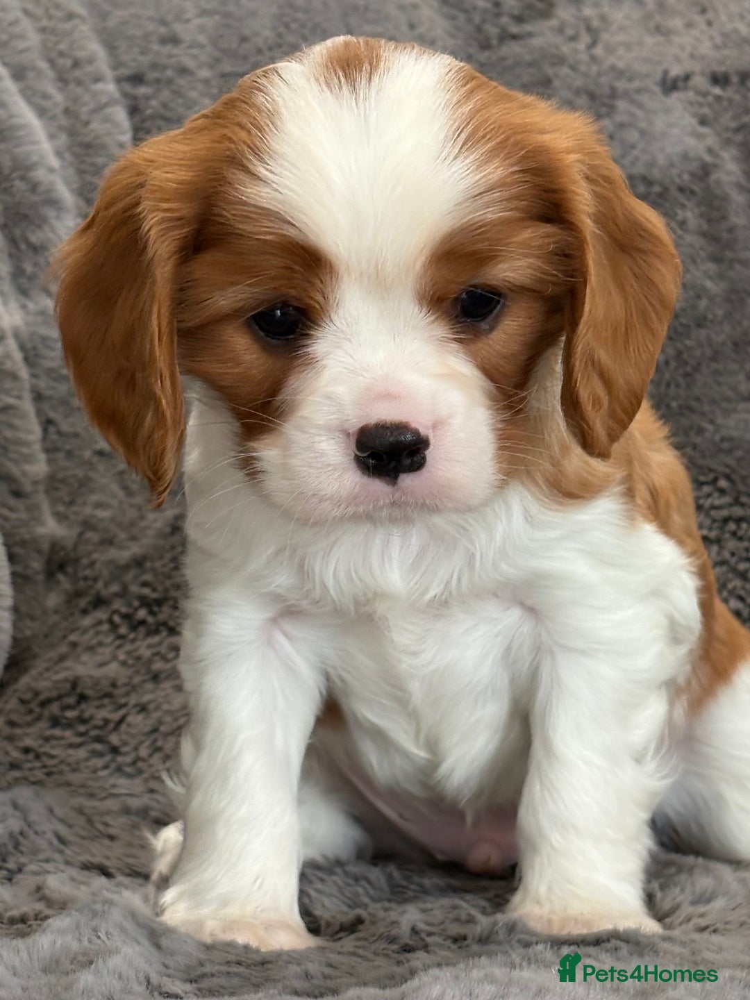 Cavalier King Charles Spaniel dogs for sale: Health Tested cavalier puppies  - Image 21