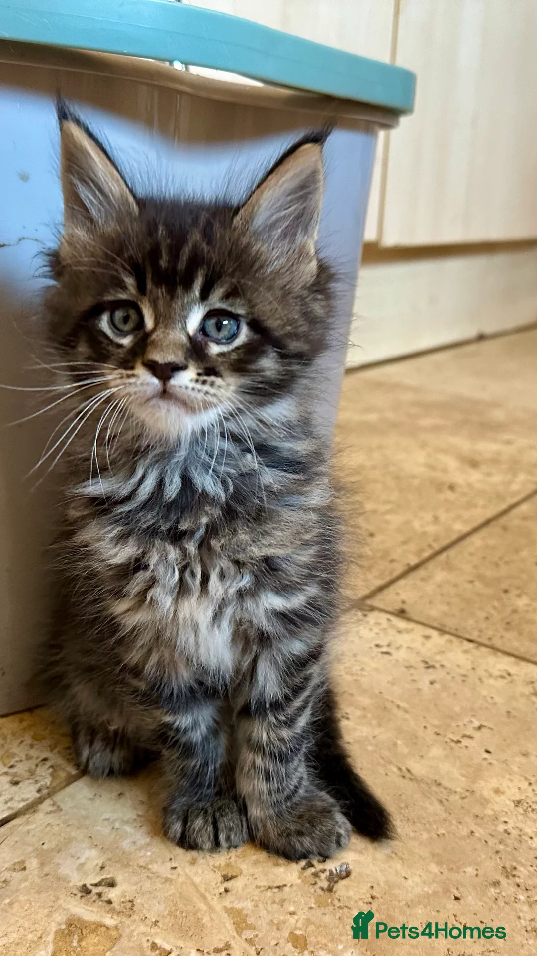 Maine Coon cats for sale: 🌟GCCF registered, READY 24th MARCH🌟 - Advert 2