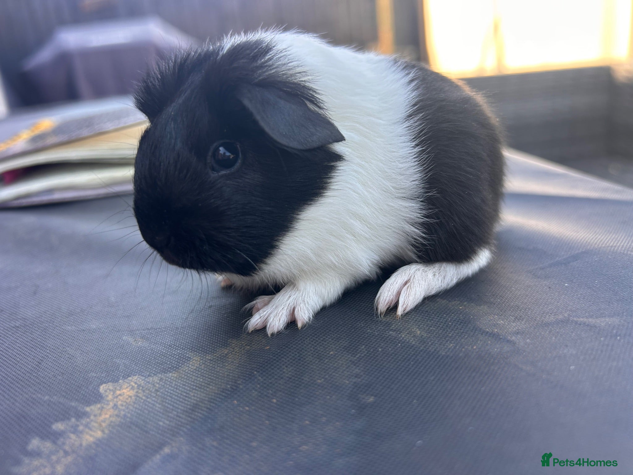 Guinea Pig rodents friendly boy guinea pigs to reserve  - Advert 1