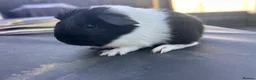 Guinea Pig rodents for sale: friendly boy guinea pigs to reserve  - Advert 1