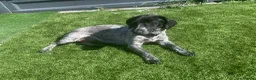 Mixed Breed dogs for sale:  german shorthaired pointer/ - Advert 32