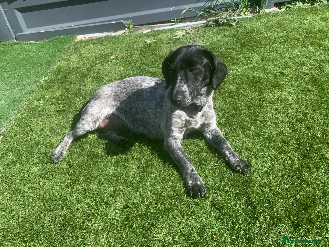 Mixed Breed dogs for sale:  german shorthaired pointer/ - Advert 32