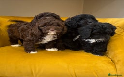 Cavapoo dogs for sale: F1 Cavapoo pups. Beautiful litter of five bitches. - Image 3