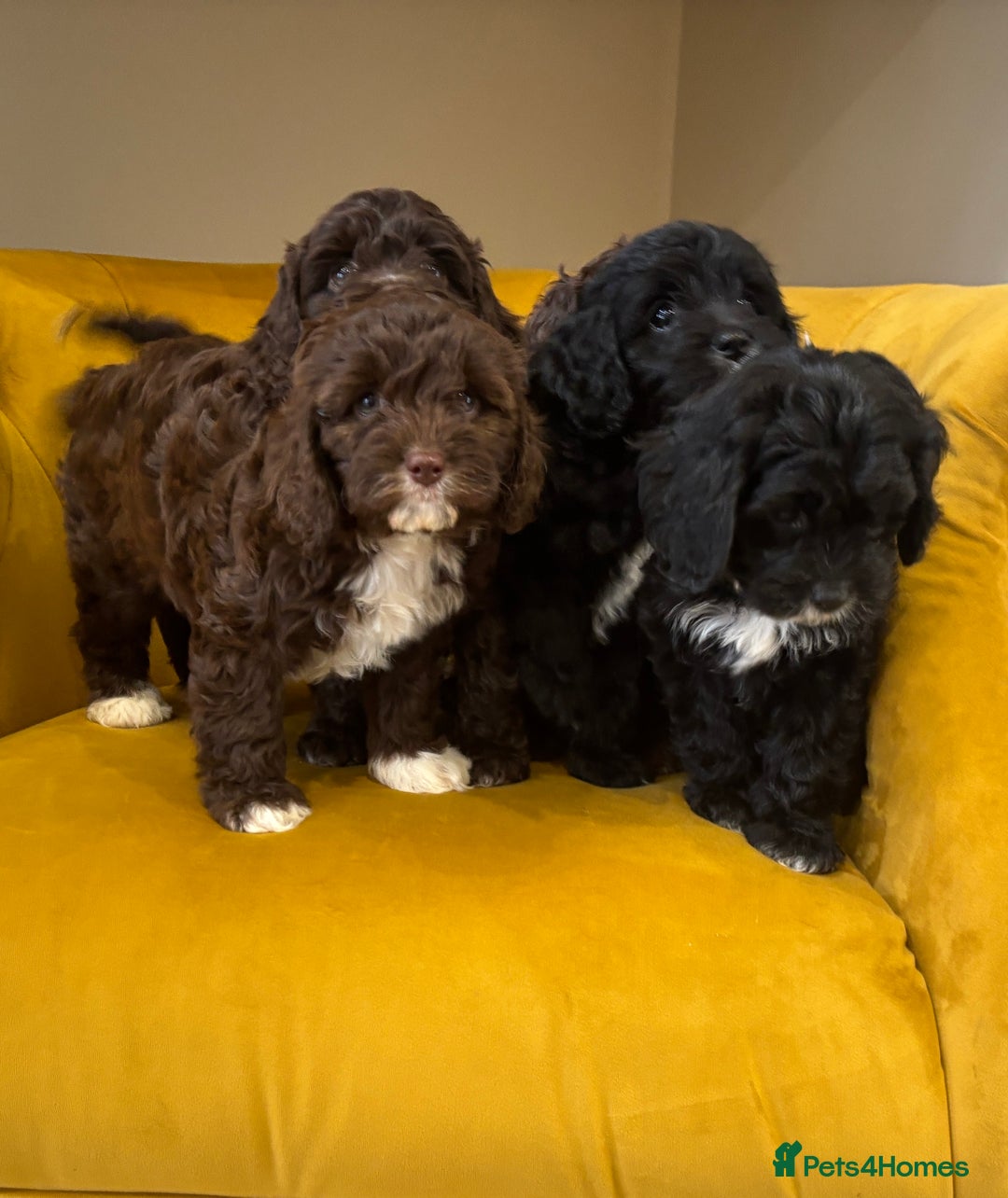 Cavapoo dogs for sale: F1 Cavapoo pups. Beautiful litter of five bitches. - Image 3