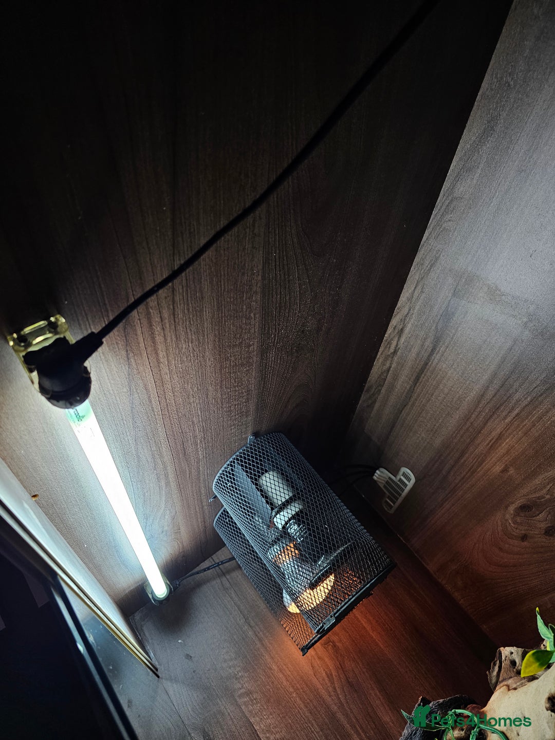 Skink reptiles for sale: Blue Tongued Skink-Male enclosure and cabnet setup - Advert 30