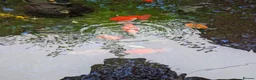Fancy Goldfish fish for sale: Fancy Goldfish - URGENT REHOME in Leighton Buzzard - Advert 3