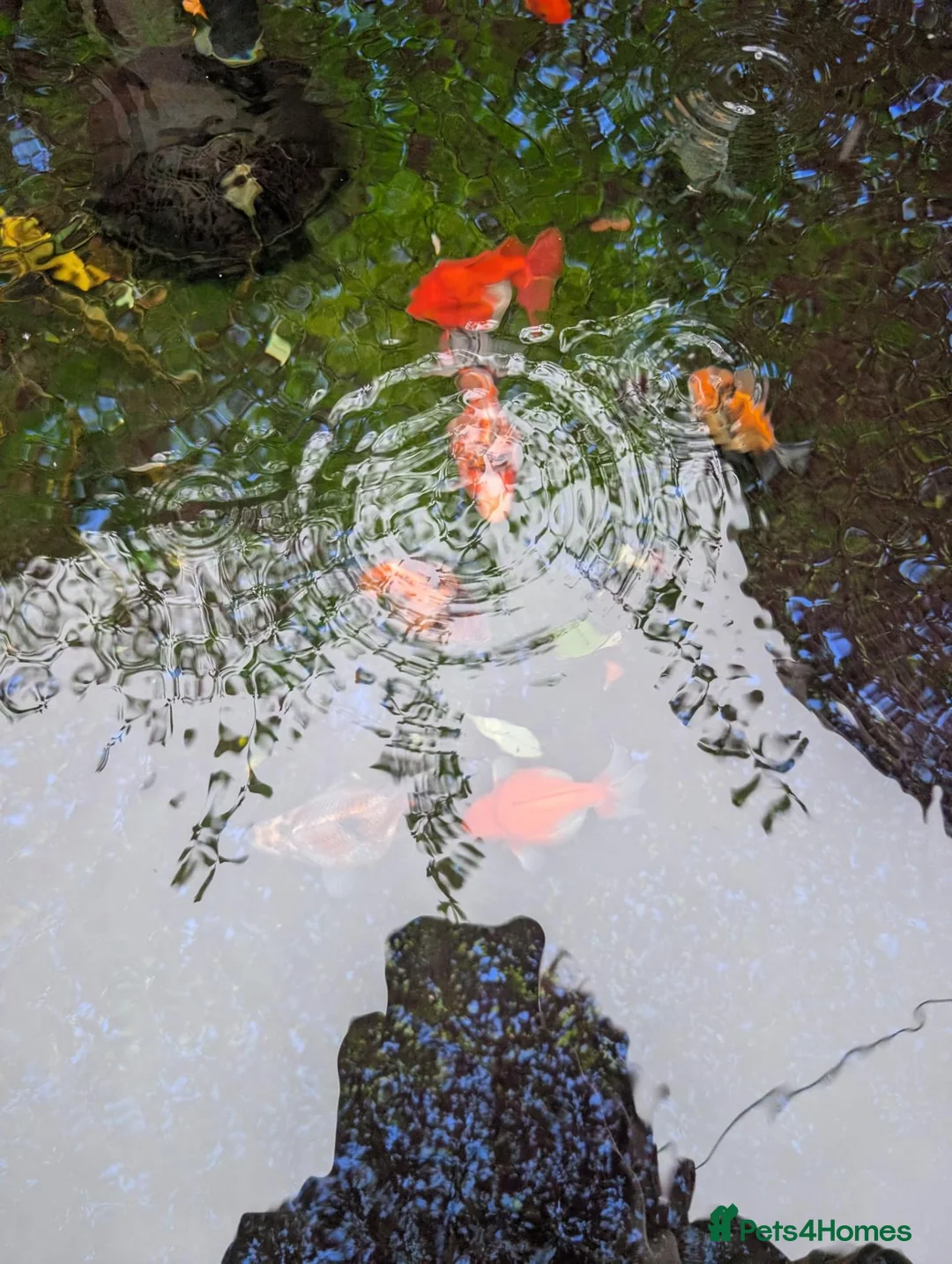 Fancy Goldfish fish for sale: Fancy Goldfish - URGENT REHOME in Leighton Buzzard - Advert 3