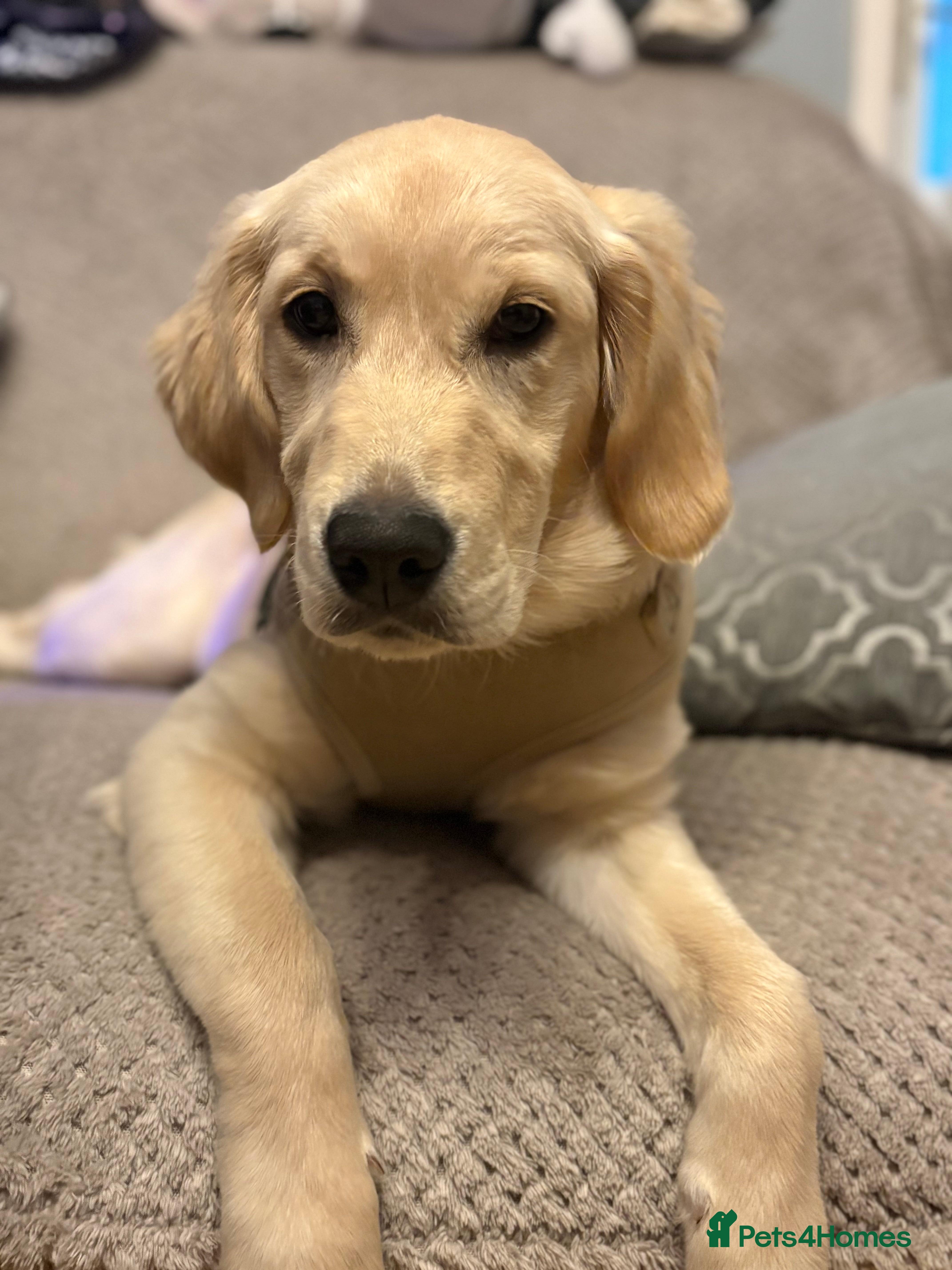 Golden Retriever dogs Golden retriever girl  - Advert 16