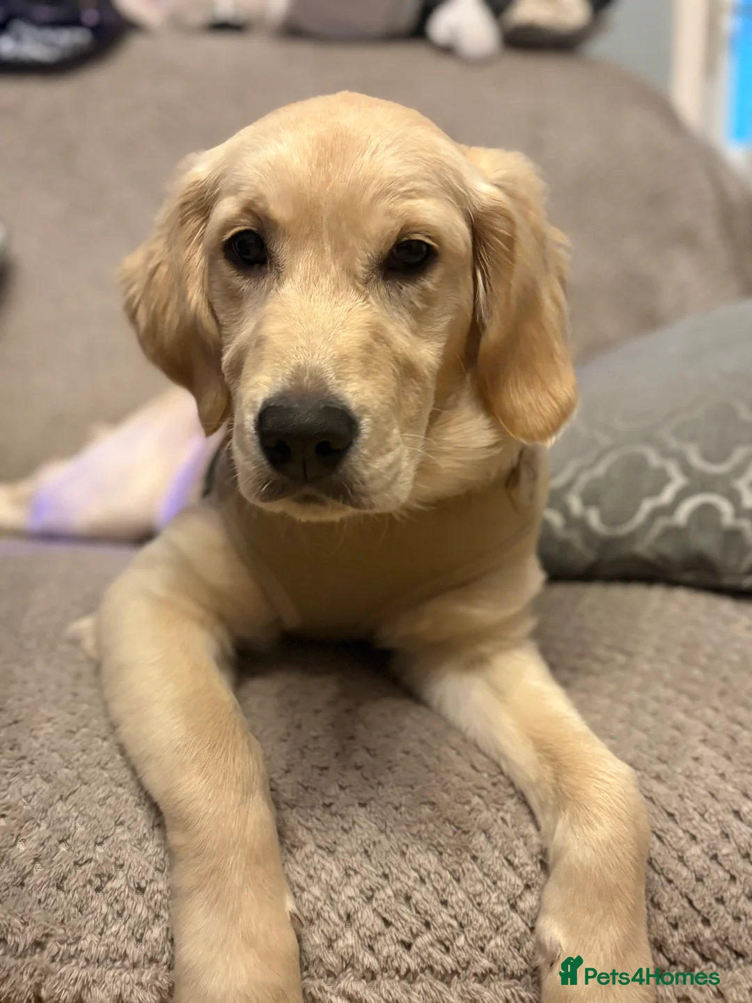 Golden Retriever dogs for sale: Golden retriever girl  - Advert 1