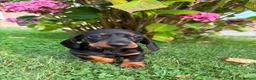 Miniature Dachshund dogs for sale: Kc reg, health tested,miniature dachshund puppies  - Advert 12