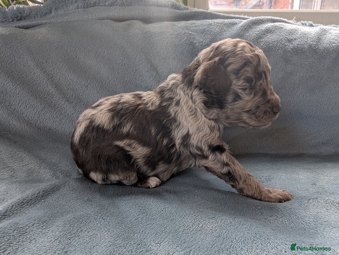 Miniature Poodle dogs for sale: Stunning Miniature poodles parti/merle - Image 4