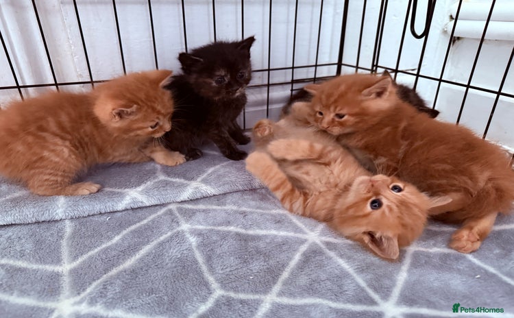 Mixed Breed cats - Advert 2